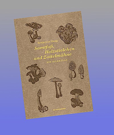 Samtfuß, Holzstielchen und Zottelmähne